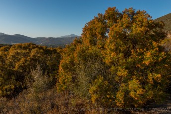 October Ribbonwood