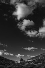 Sentinel's Expanse