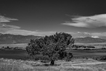 Treespotting