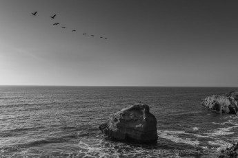 Wings Above