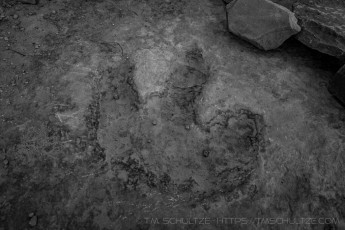 Buckhorn Dinosaur Print