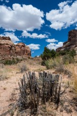Calf Canyon 1