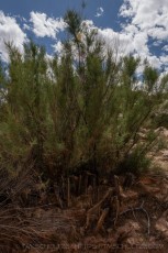 Calf Canyon Regrowth