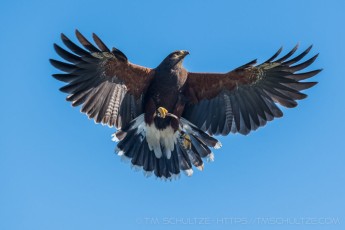 Harris Hawk at Ramona Grasslands