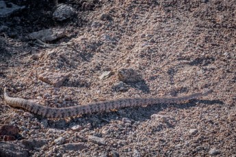 Lucky 5 Rattlesnake
