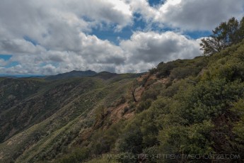 Pinyon Hillside