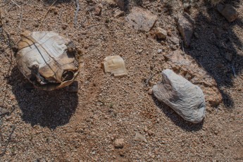 Dead Desert Tortoise