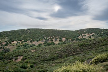 LM131